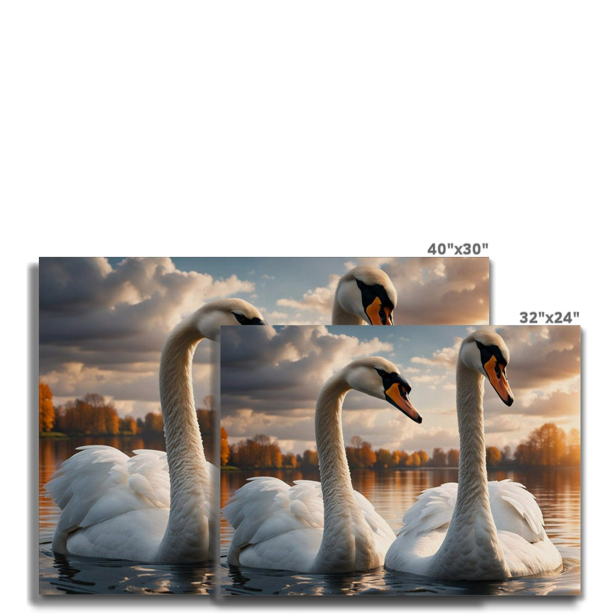 Two Sunset Swans Canvas