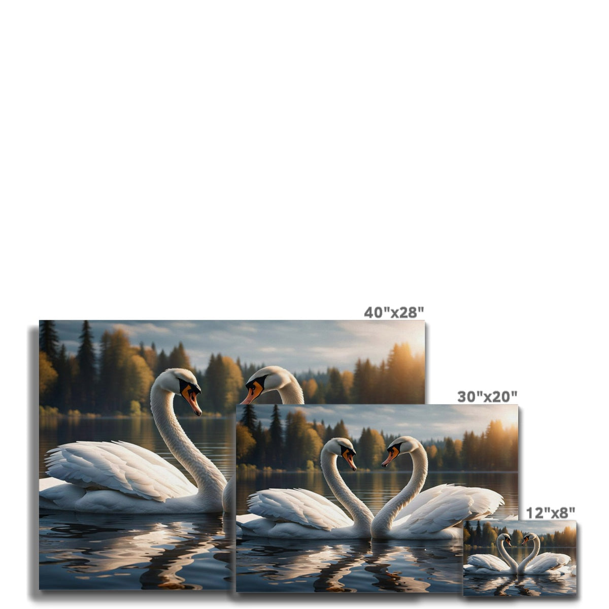 Swan Pair Canvas